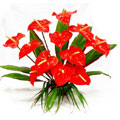 Flowers to Bangalore, Send Flowers to Bangalore