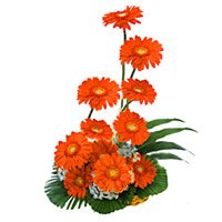 Send Rakhi with Flowers. Orange Gerbera Basket of 12 Flowers to Bangalore
