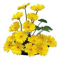 Send Yellow Gerbera Basket 15 Flowers in Bengaluru on Friendship Day