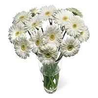 Online Valentine's Day Flower Delivery in Bangalore - White Gerbera
