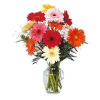 Send Online New Year Flowers to Bangalore. Mixed Gerbera Vase 12 Flowers in Bangalore