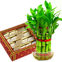 Deliver Lucky Bamboo Plant with 500 gm Kaju Katli sweets in Bengaluru