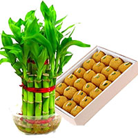 Gift Delivery Bangalore to send Lucky Bamboo Plant with 500 gm Motichoor Ladoo