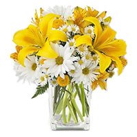 Fresh Flower Delivery in Bangalore Including 3 Yellow Lily 9 White Gerbera in Vase on Rakhi