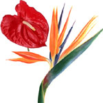 Flowers to Bangalore, Valentine's Day Flowers to Bangalore