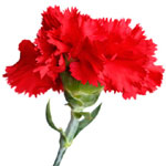 Flowers to Bangalore, Send Flowers to Bangalore
