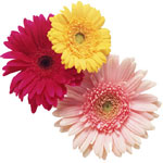 Flowers to Bangalore, New Year Flowers to Bangalore