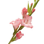 Flowers to Bangalore, New Year Flowers to Bangalore