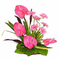 Flowers to Bangalore, Flowers to Bangalore