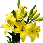 Flowers to Bangalore, Valentine's Day Flowers to Bangalore