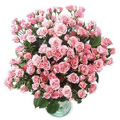 Flowers to Bangalore, Mothers Day Flowers to Bangalore