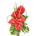 Flowers to Bangalore : Send Birthday Flowers to Bangalore
