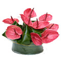 Flowers to Bangalore : Send Flowers to Bangalore