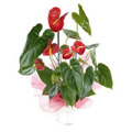 Flowers to Bangalore