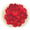 Flowers to Bangalore, Send Midnight Flowers to Bangalore