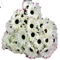 Flowers to Bangalore, Send Midnight Flowers to Bangalore