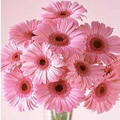 Send Midnight Flowers to Bangalore
