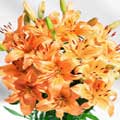 Flowers to Bangalore : Send Flowers to Bangalore