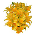 Flowers to Bangalore : Send Valentine Flowers to Bangalore