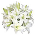 Flowers to Bangalore : Send Fresh Flowers to Bangalore