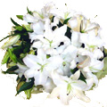 Flowers to Bangalore : Send Lily Flowers to Bangalore