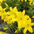 Send Flowers to Bangalore : Flowers to Bangalore