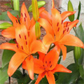 Flowers to Bangalore : Send Flowers to Bangalore