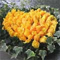 Send Flowers to Bangalore, Flowers to Bangalore