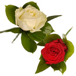 Flowers to Bangalore, Valentines Day Flowers to Bangalore