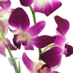 Flowers to Bangalore, Send Flowers to Bangalore