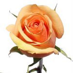 Send Flowers to Bangalore, Valentine Flowers to Bangalore