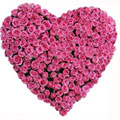 Send Flowers to Bangalore
