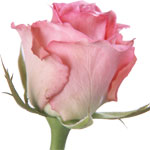 Valentine Flowers to Bangalore, Send Flowers to Bangalore