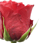 Flowers to Bangalore, Send Flowers to Bangalore