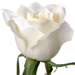 Send Valentine's Day Flowers to Bangalore, Flowers to Bangalore