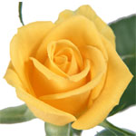 Valentine's Day Flowers to Bangalore, Flowers to Bangalore