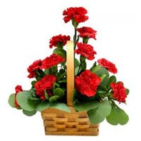 Send Rakhi and Red Carnation Basket of 12 Flowers to Bangalore