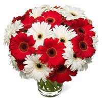 Send Flowers in Bangalore consisting Red White Gerbera in Vase 20 Flowers in Bangalore