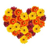 New Year Flowers to Bengaluru. Online Mixed Gerbera Heart 50 Flowers to Bangalore