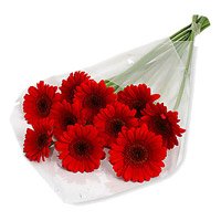 Send Red Gerbera Bouquet 12 Flowers to Bangalore on Friendship Day to Bangalore