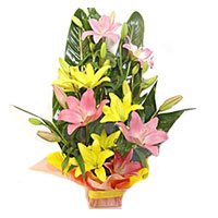 Diwali Flowers to Bangalore. Pink Yellow Lily Basket 6 Flower Stems