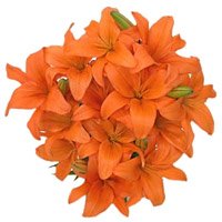 Send Orange Lily Bouquet 15 Flower Stems on Friendship Day Online