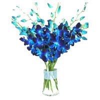 Delivery Rakhi Flowers to Bangalore. Blue Orchid in Vase with 12 Stem Flowers in Bangalore