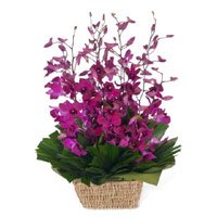 Online Diwali Flowers Delivery in Bangalore 10 Purple Orchids Basket Flower to Bangalore