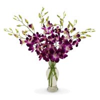 Best Online Flower Delivery in Bangalore comprising of Purple Orchid Vase 10 Flowers Stem on Rakhi