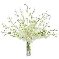 New Year Flowers to Bangalore with White Orchid Vase 10 Flowers Stem