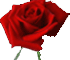 Send Roses to Belagavi