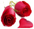 Roses Day Gifts to Hubli